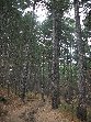 Pineta Ragabo
